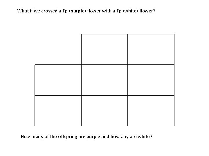 What if we crossed a Pp (purple) flower with a Pp (white) flower? How