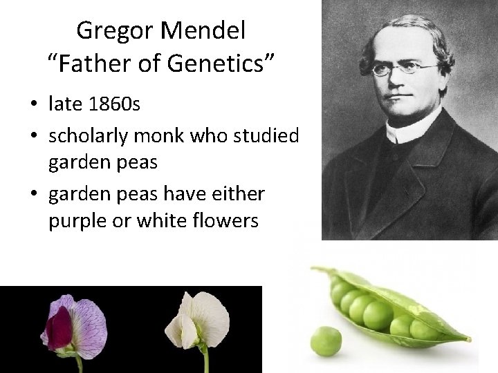 Gregor Mendel “Father of Genetics” • late 1860 s • scholarly monk who studied