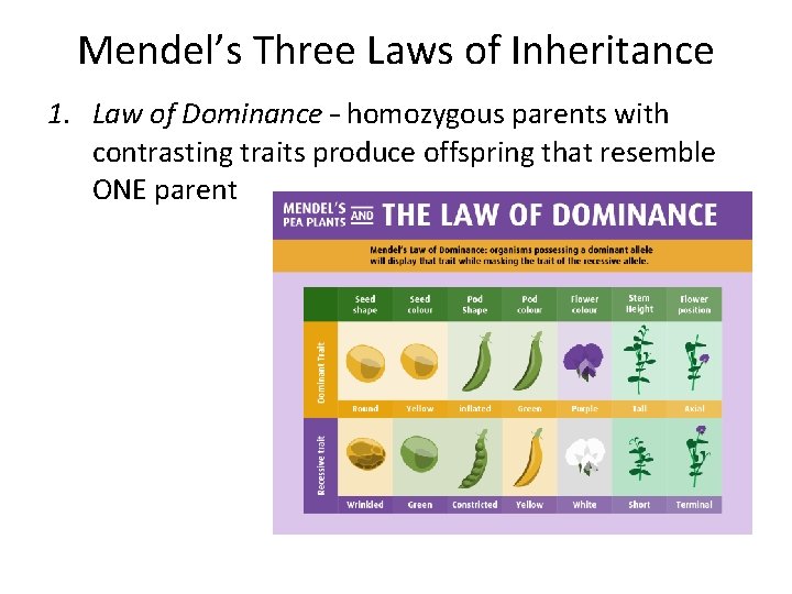 Mendel’s Three Laws of Inheritance 1. Law of Dominance – homozygous parents with contrasting