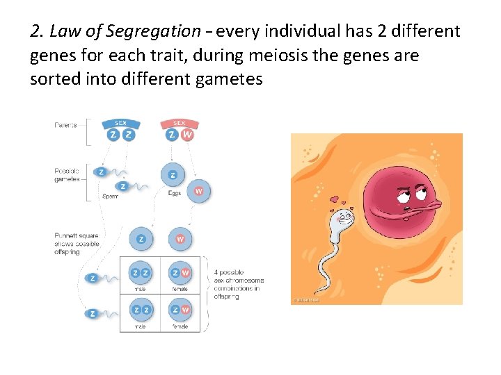 2. Law of Segregation – every individual has 2 different genes for each trait,