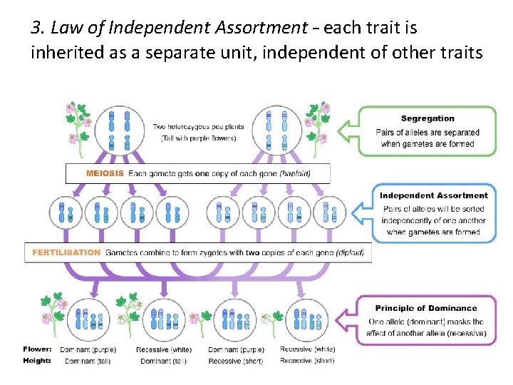 3. Law of Independent Assortment – each trait is inherited as a separate unit,