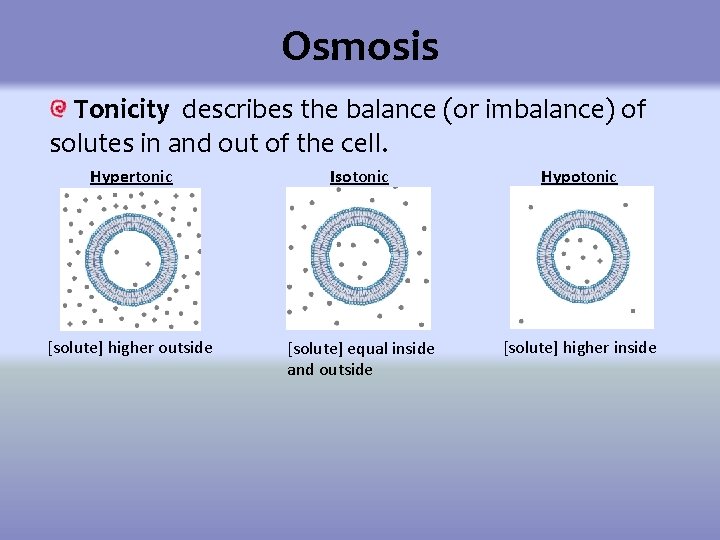 Water Can Kill Exploring Effects of Osmosis by