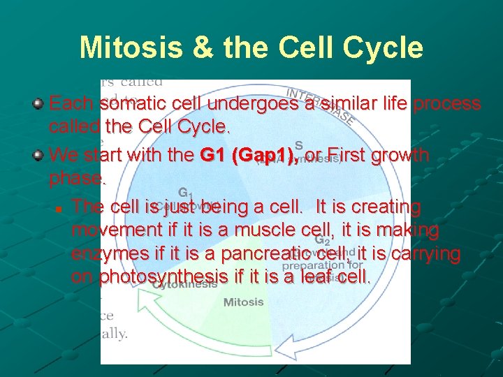 Mitosis & the Cell Cycle Each somatic cell undergoes a similar life process called