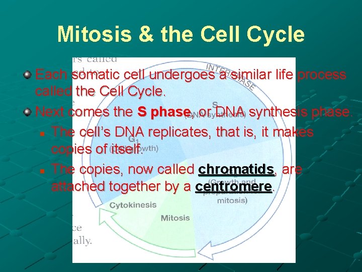 Mitosis & the Cell Cycle Each somatic cell undergoes a similar life process called