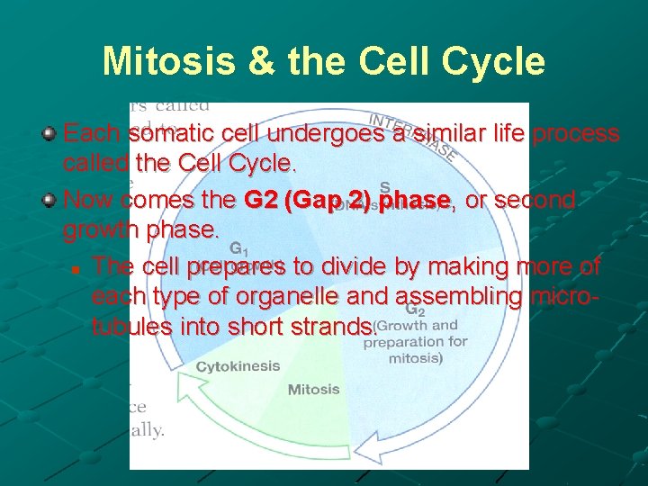 Mitosis & the Cell Cycle Each somatic cell undergoes a similar life process called