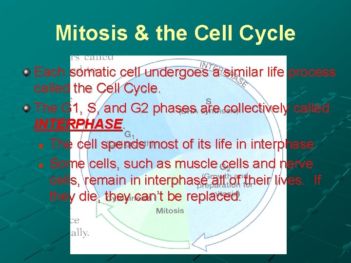 Mitosis & the Cell Cycle Each somatic cell undergoes a similar life process called