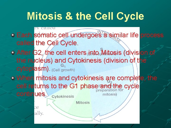Mitosis & the Cell Cycle Each somatic cell undergoes a similar life process called