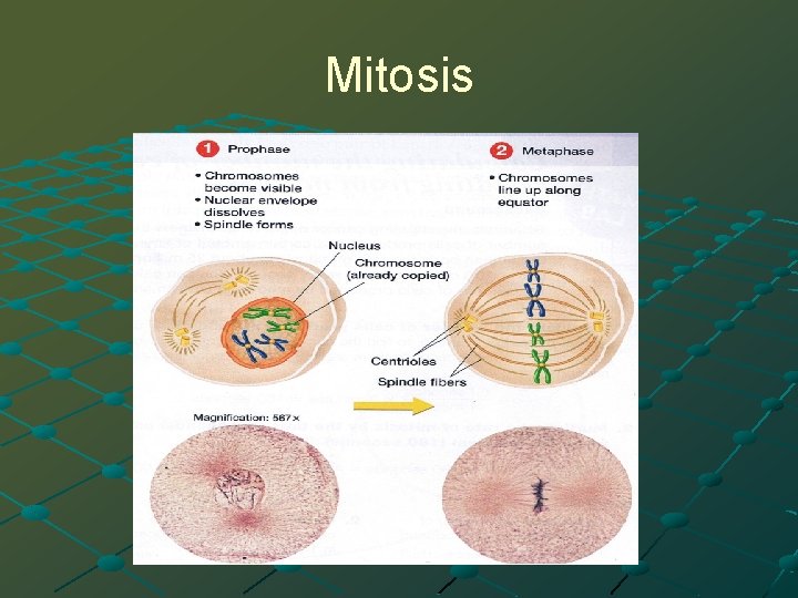 Mitosis 