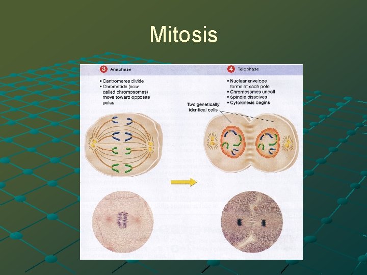 Mitosis 