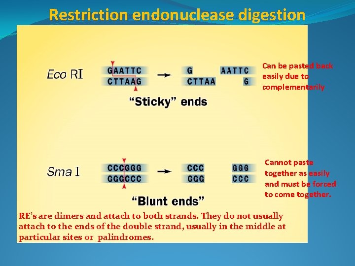 Restriction endonuclease digestion Can be pasted back easily due to complementarily Cannot paste together