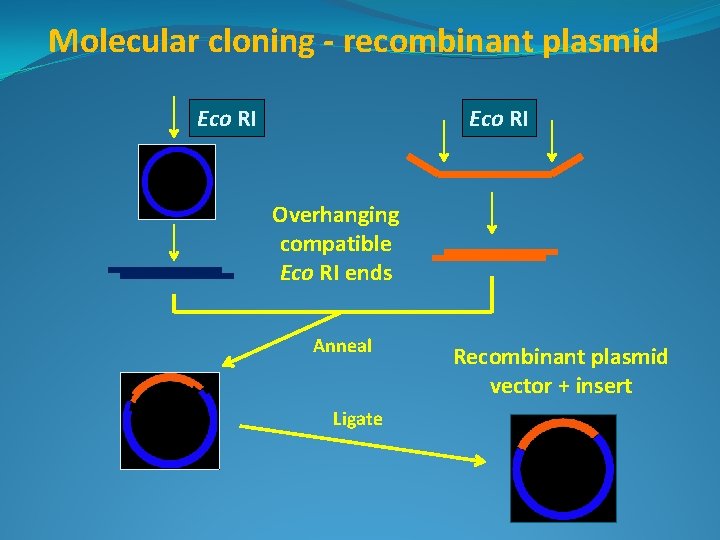 Molecular cloning - recombinant plasmid Eco RI Overhanging compatible Eco RI ends Anneal Ligate