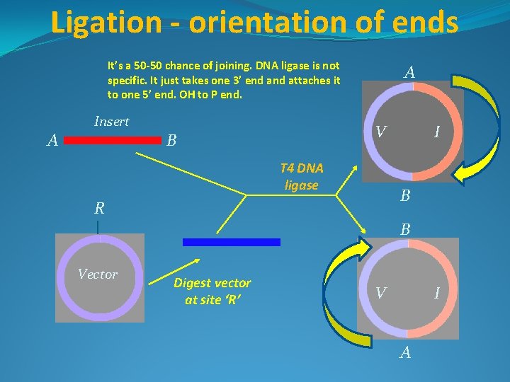Ligation - orientation of ends It’s a 50 -50 chance of joining. DNA ligase