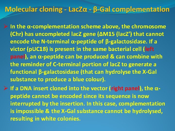 Molecular cloning - Lac. Zα - β-Gal complementation Ø In the α-complementation scheme above,