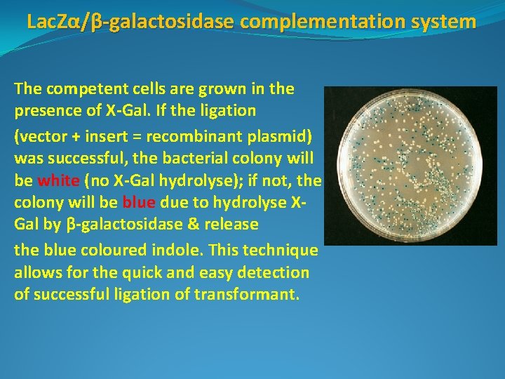 Lac. Zα/β-galactosidase complementation system The competent cells are grown in the presence of X-Gal.
