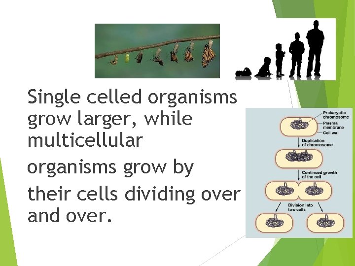 Single celled organisms grow larger, while multicellular organisms grow by their cells dividing over