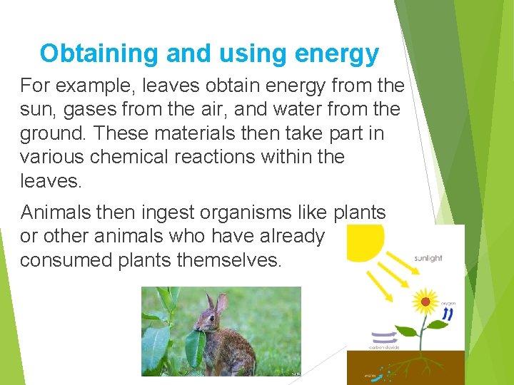 Obtaining and using energy For example, leaves obtain energy from the sun, gases from