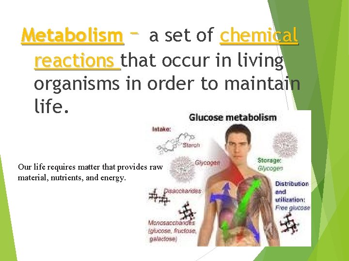 Metabolism – a set of chemical reactions that occur in living organisms in order