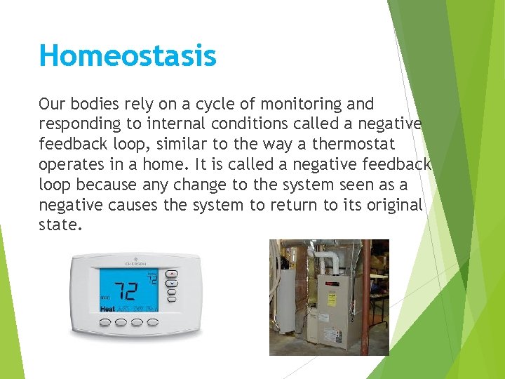 Homeostasis Our bodies rely on a cycle of monitoring and responding to internal conditions