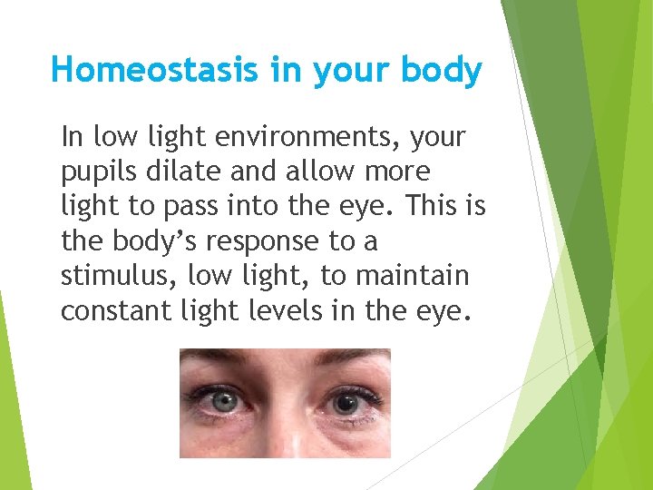 Homeostasis in your body In low light environments, your pupils dilate and allow more