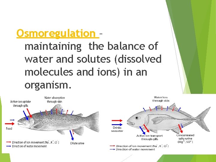 Osmoregulation – maintaining the balance of water and solutes (dissolved molecules and ions) in
