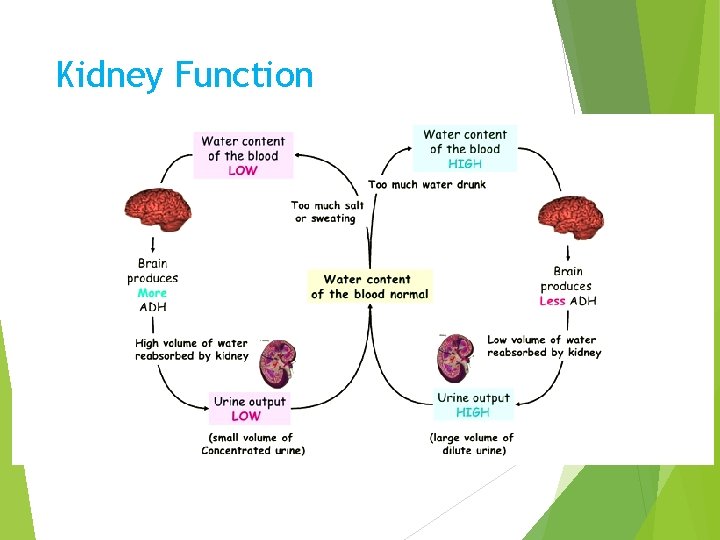 Kidney Function 
