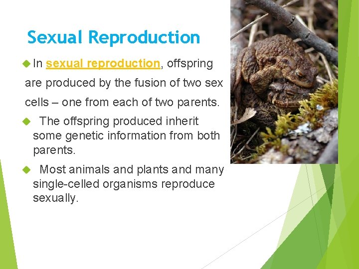 Sexual Reproduction In sexual reproduction, offspring are produced by the fusion of two sex