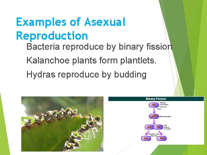 Examples of Asexual Reproduction Bacteria reproduce by binary fission Kalanchoe plants form plantlets. Hydras