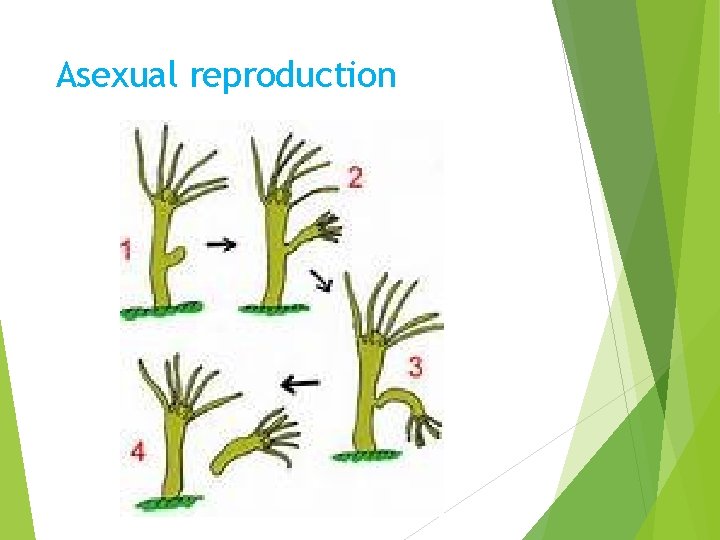 Asexual reproduction 