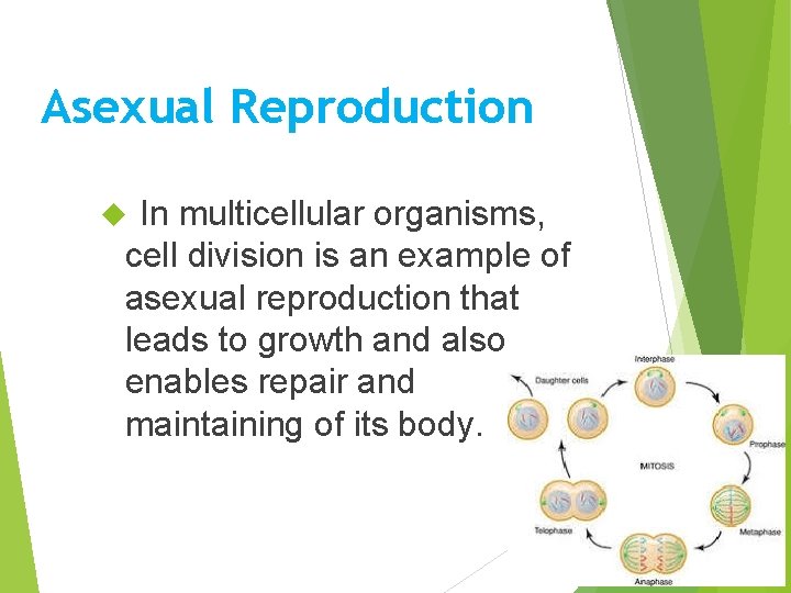 Asexual Reproduction In multicellular organisms, cell division is an example of asexual reproduction that