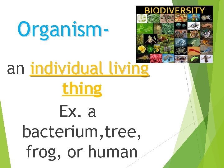 Organisman individual living thing Ex. a bacterium, tree, frog, or human 