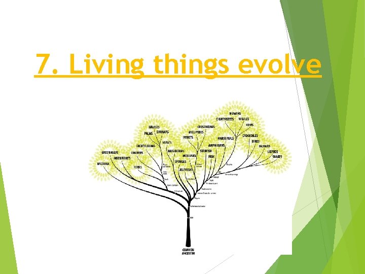 7. Living things evolve 