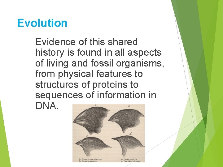 Evolution Evidence of this shared history is found in all aspects of living and