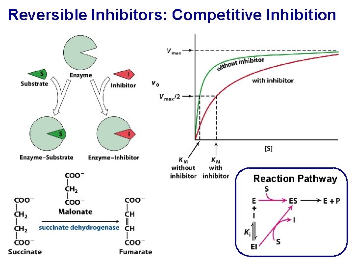 Reversible Inhibitors: Competitive Inhibition Reaction Pathway 