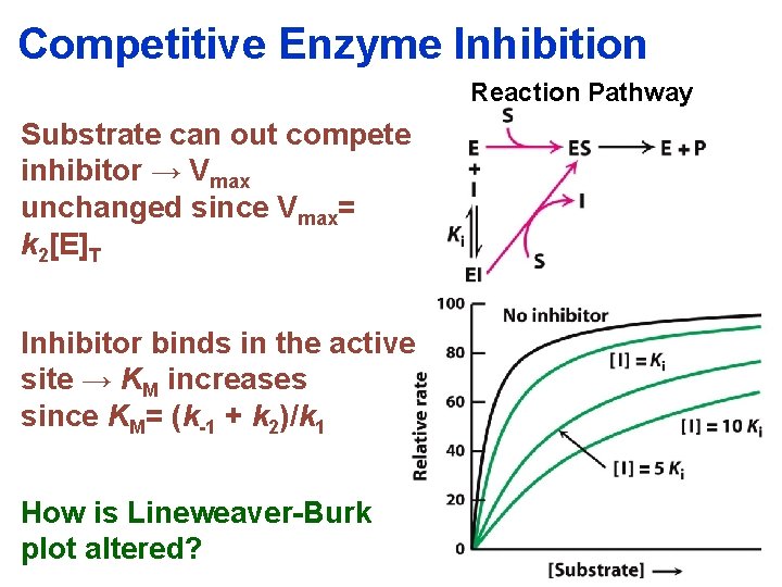 Competitive Enzyme Inhibition Reaction Pathway Substrate can out compete inhibitor → Vmax unchanged since