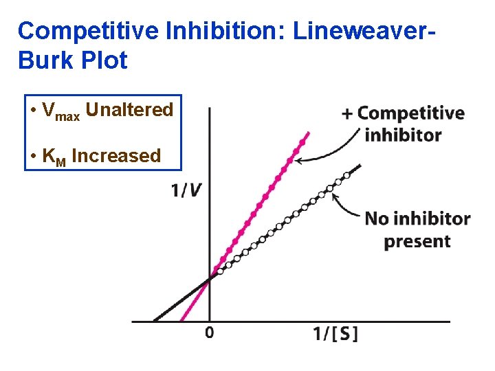 Competitive Inhibition: Lineweaver. Burk Plot • Vmax Unaltered • KM Increased 