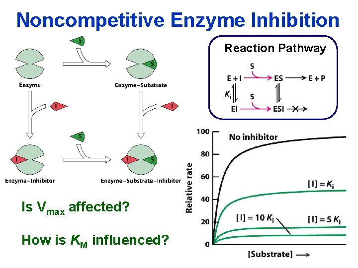 Noncompetitive Enzyme Inhibition Reaction Pathway Is Vmax affected? How is KM influenced? 