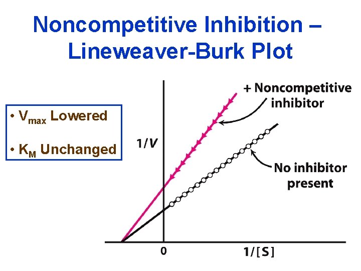 Noncompetitive Inhibition – Lineweaver-Burk Plot • Vmax Lowered • KM Unchanged 