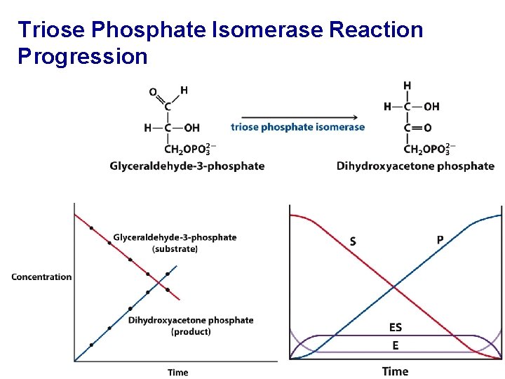 Triose Phosphate Isomerase Reaction Progression 