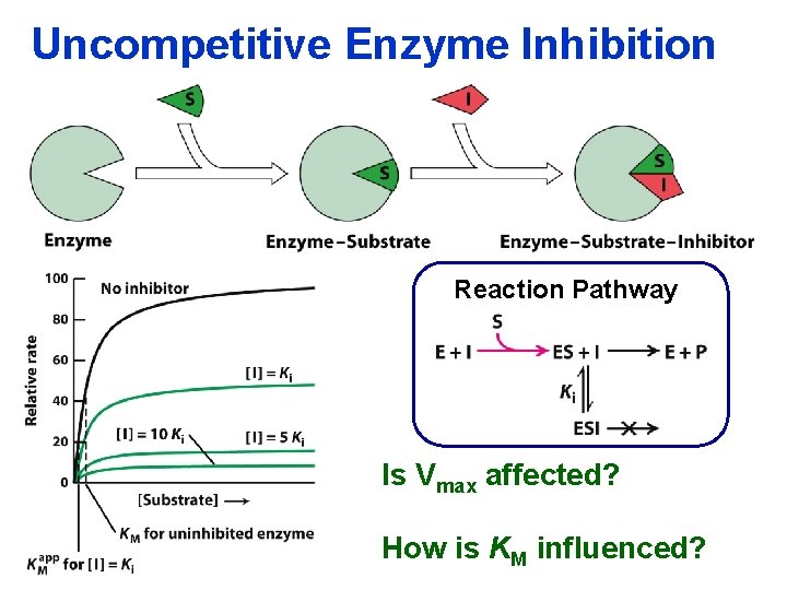 Uncompetitive Enzyme Inhibition Reaction Pathway Is Vmax affected? How is KM influenced? 