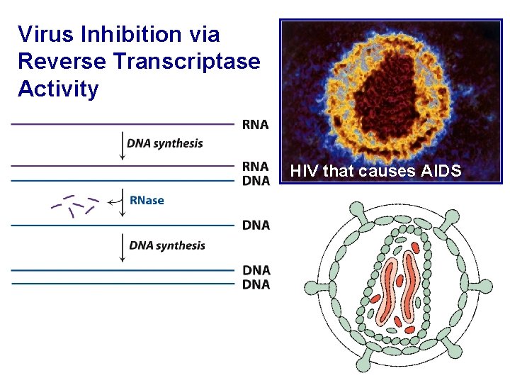 Virus Inhibition via Reverse Transcriptase Activity HIV that causes AIDS 