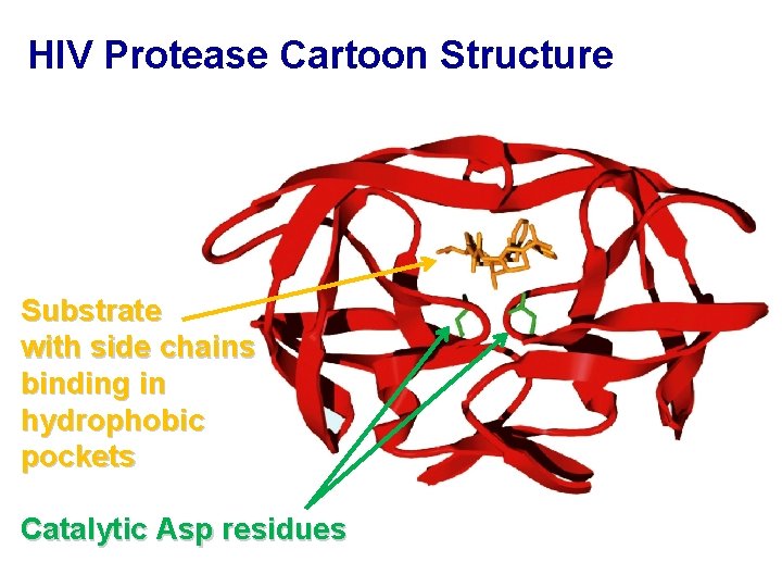 HIV Protease Cartoon Structure Substrate with side chains binding in hydrophobic pockets Catalytic Asp