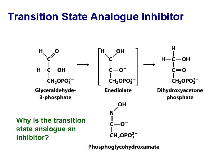 Transition State Analogue Inhibitor Why is the transition state analogue an inhibitor? 