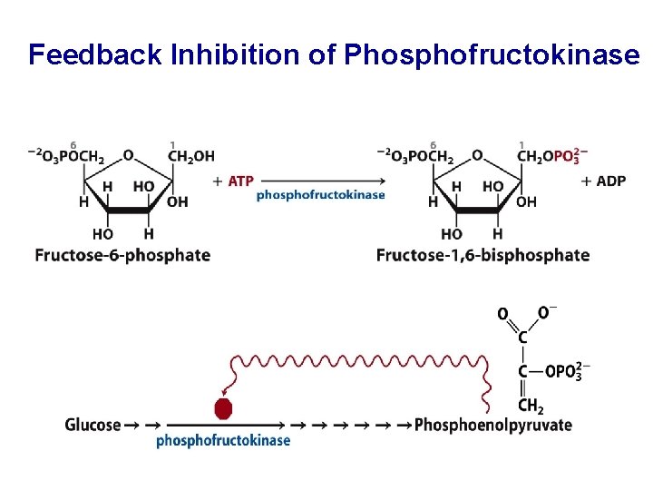 Feedback Inhibition of Phosphofructokinase 