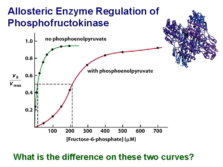 Allosteric Enzyme Regulation of Phosphofructokinase What is the difference on these two curves? 