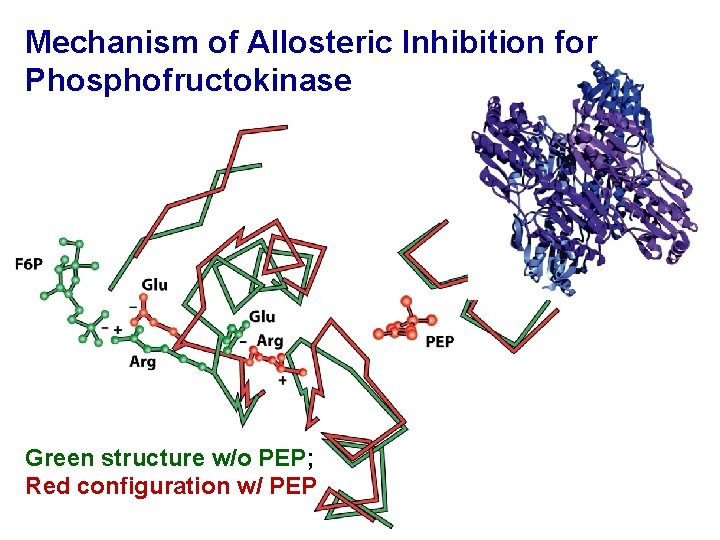 Mechanism of Allosteric Inhibition for Phosphofructokinase Green structure w/o PEP; Red configuration w/ PEP