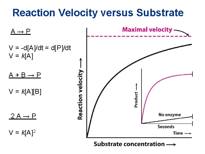 Reaction Velocity versus Substrate A→P V = -d[A]/dt = d[P]/dt V = k[A] A+B→P