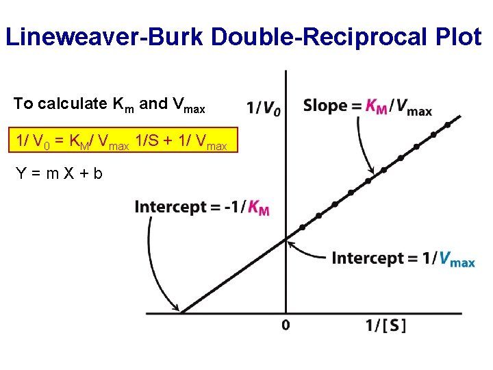 Lineweaver-Burk Double-Reciprocal Plot To calculate Km and Vmax 1/ V 0 = KM/ Vmax