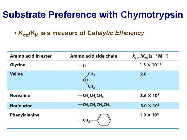 Substrate Preference with Chymotrypsin • Kcat/KM is a measure of Catalytic Efficiency 