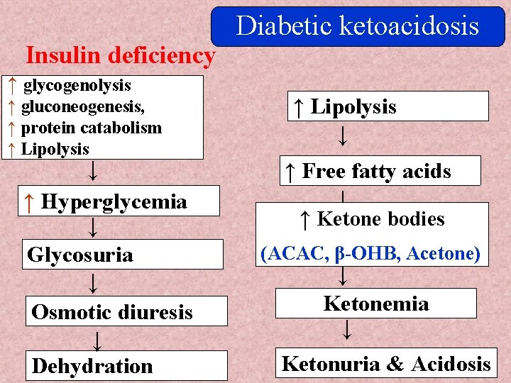 Insulin deficiency ↑ glycogenolysis ↑ gluconeogenesis, ↑ protein catabolism ↑ Lipolysis ↓ ↑ Hyperglycemia