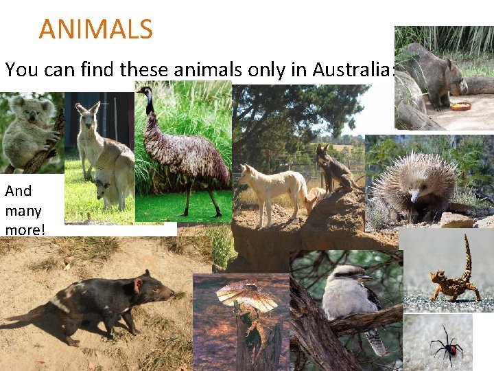 ANIMALS You can find these animals only in Australia: And many more! 